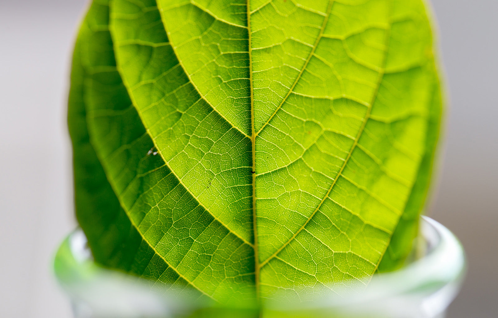 Featured image depicting the top of a test tube, with a single kratom leaf poking out  - The implication being that kratom is still being studied to understand its side effectsthe top