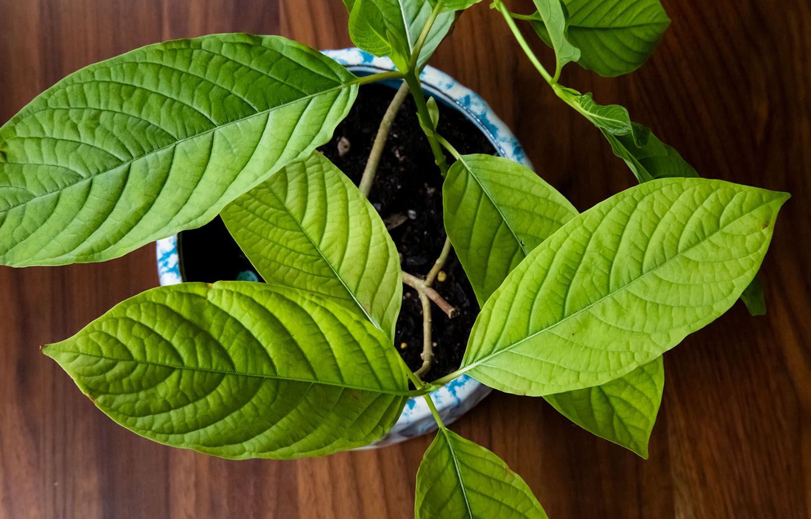 Featured Image depicting an overhead, top-down view of a healthy kratom plant.