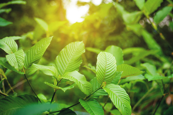 How You Find Soothing Relaxation in Yellow Bali Kratom