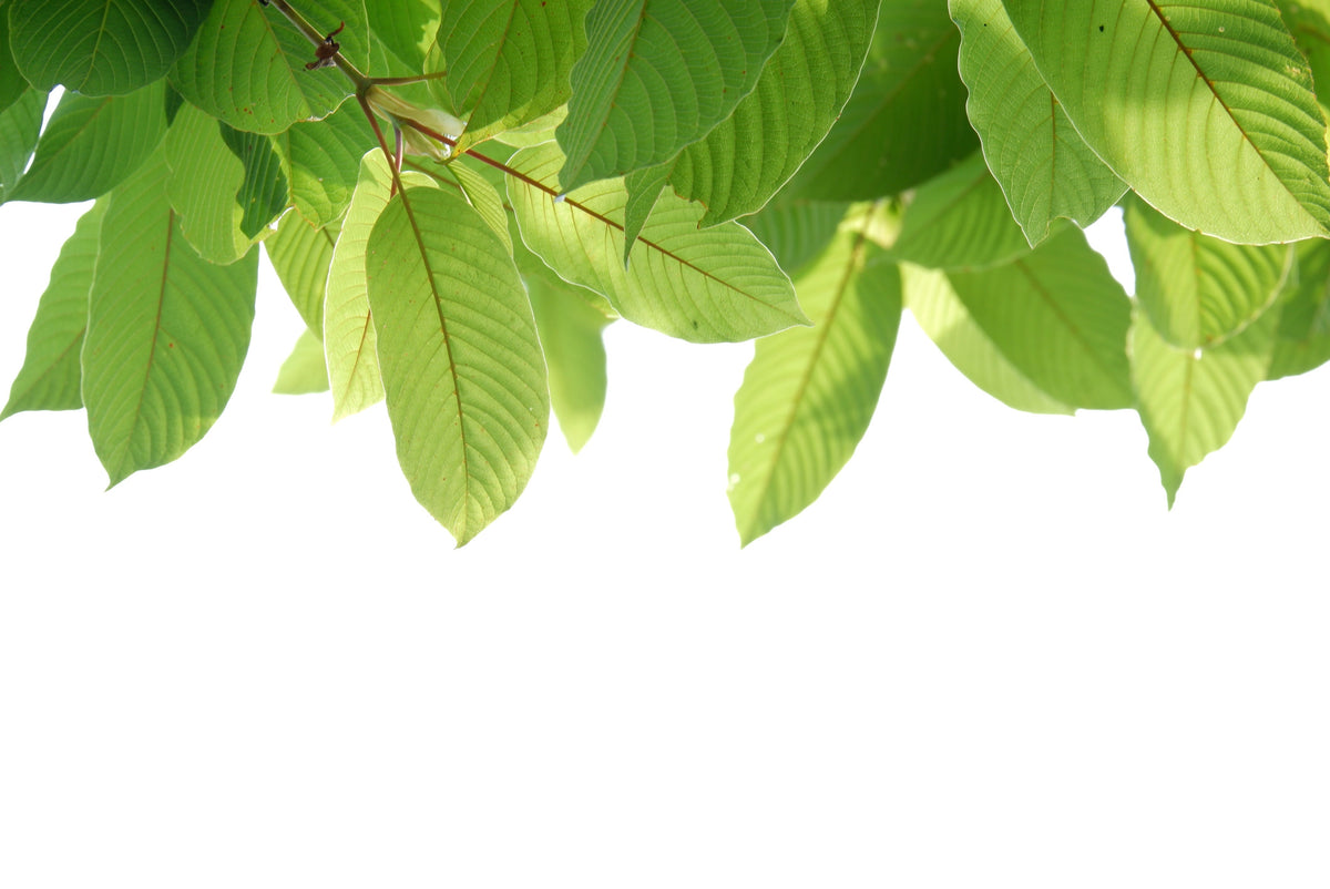 How White Malay Kratom Brings the Thunder
