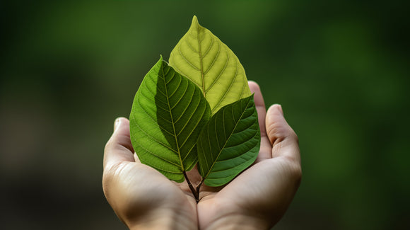 Where To Get Quality Kratom at the Best Price