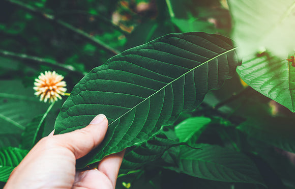 Featured image depicting a lush white bali kratom tree in a natural setting. A human hand reaches out and grabs one of the white vein kratom leaves.