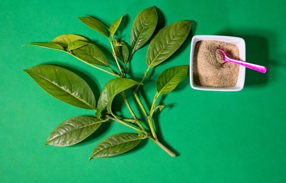 The Best Ways You Can Use Kanna Powder