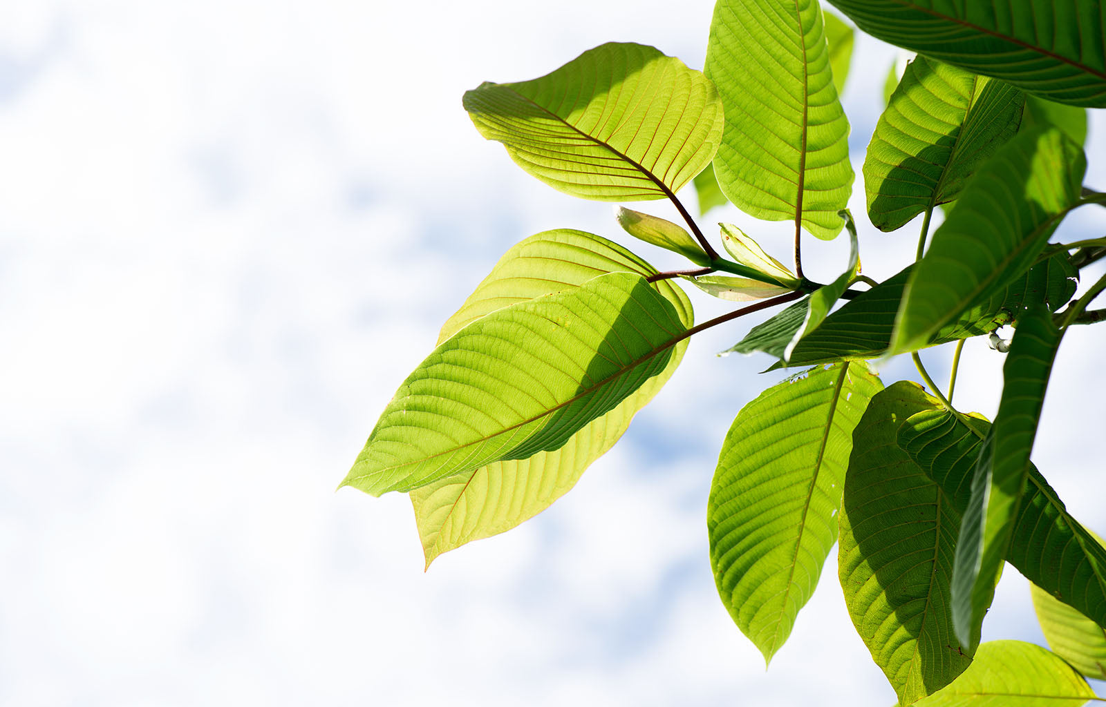 Featured Image depicting a branch of a kratom tree against the backdrop of a sunlit, blue sky. The Kratom tree is covered in bright green veined leaves.