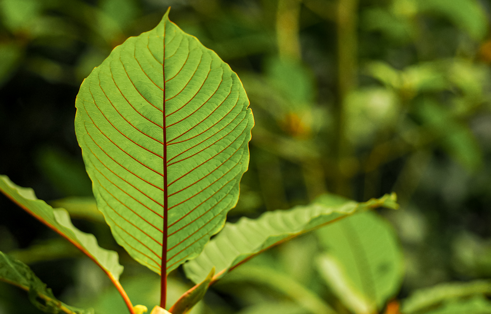 Featured image depicting a red veined borneo kratom leaf, set among a tropical rain forest.