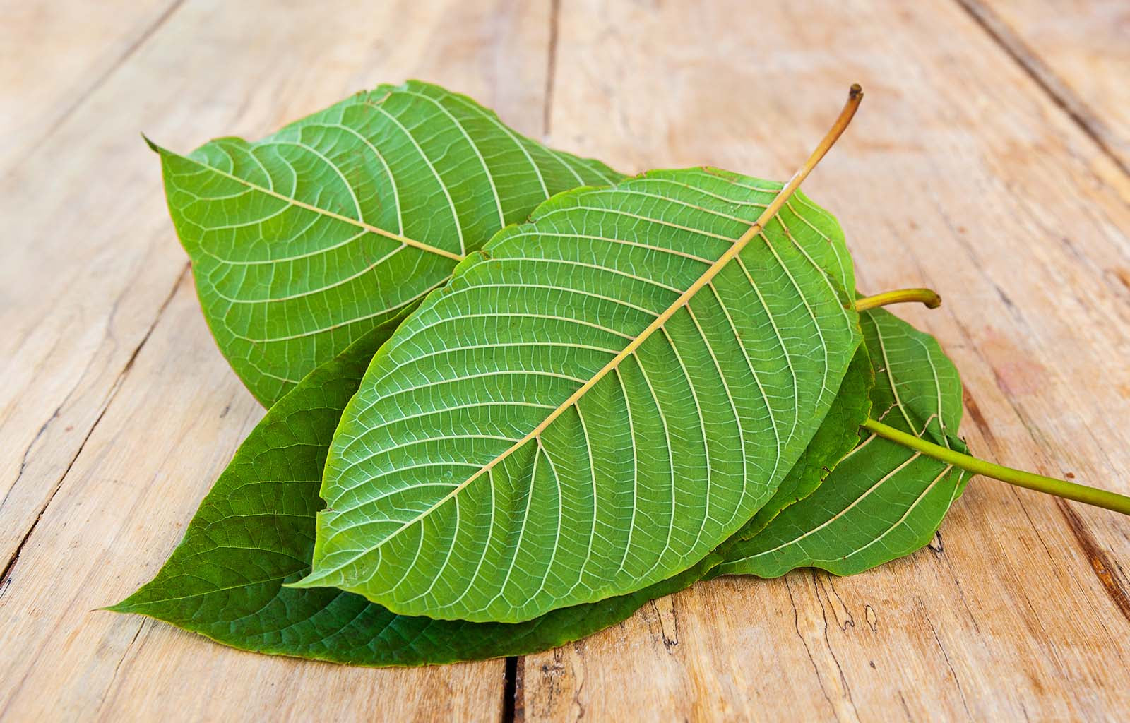 Featured image depicting a stack of white vein kratom leaves sitting on a wooden table in a decorative heap